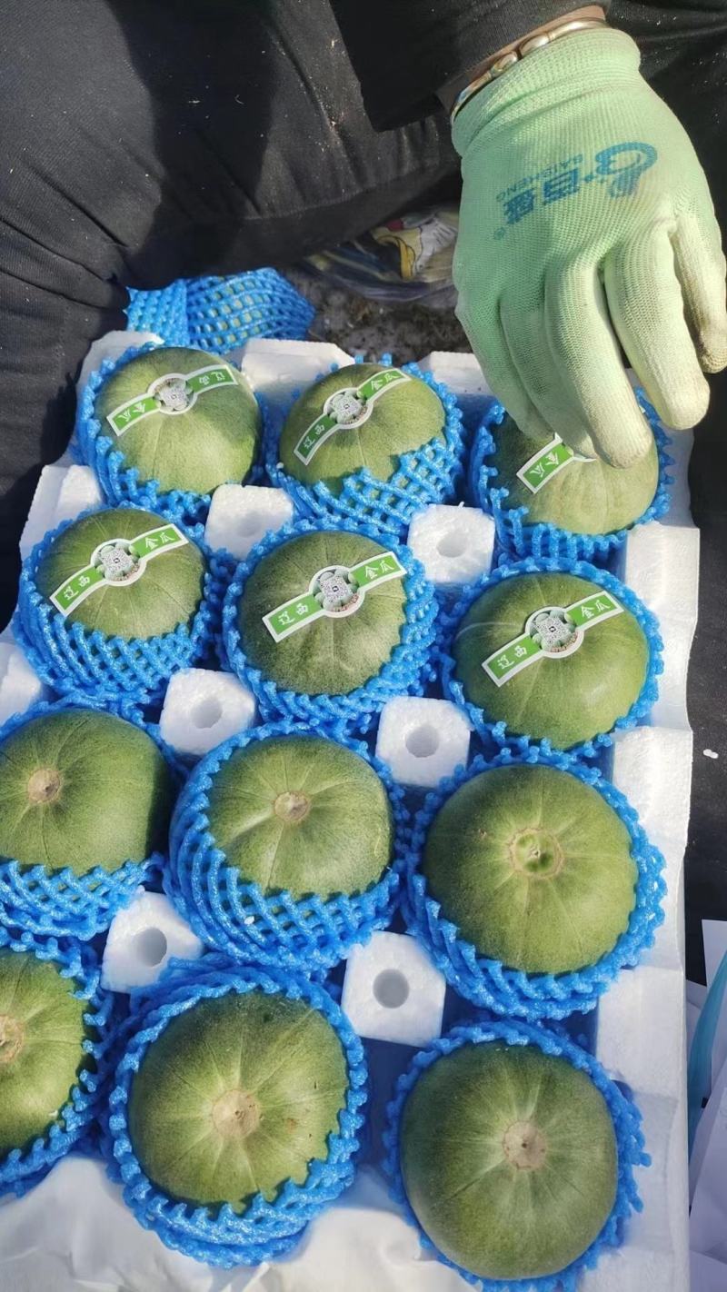 【绿宝甜瓜】产地一手货源，只做精品，价美质优，欢迎合作！