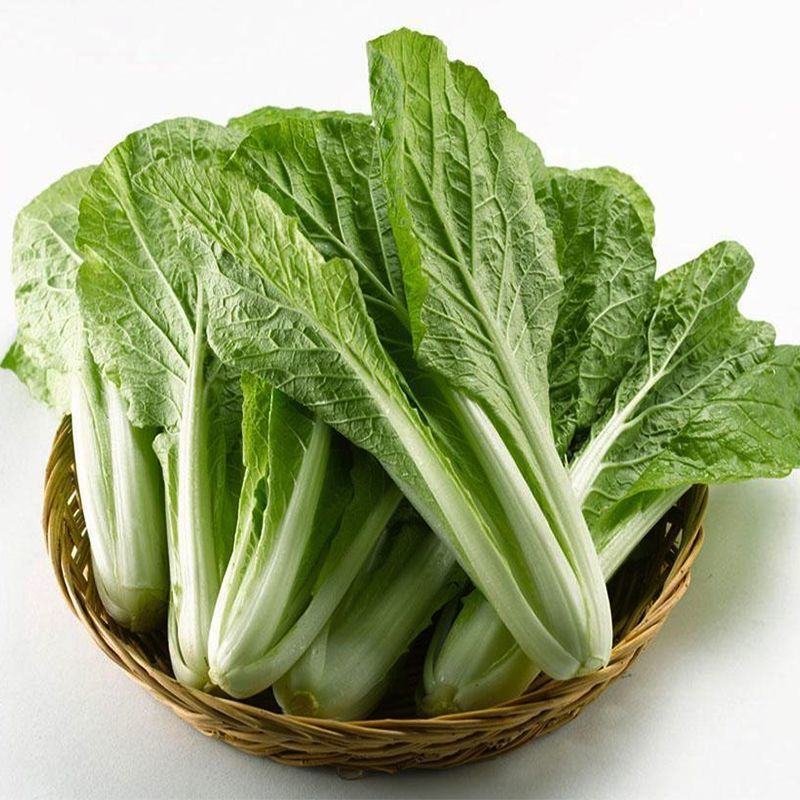 河北邯郸精品小白菜大量有货质量保障欢迎全国客户前来订购