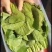 河北邯郸精品小白菜大量有货质量保障欢迎全国客户前来订购