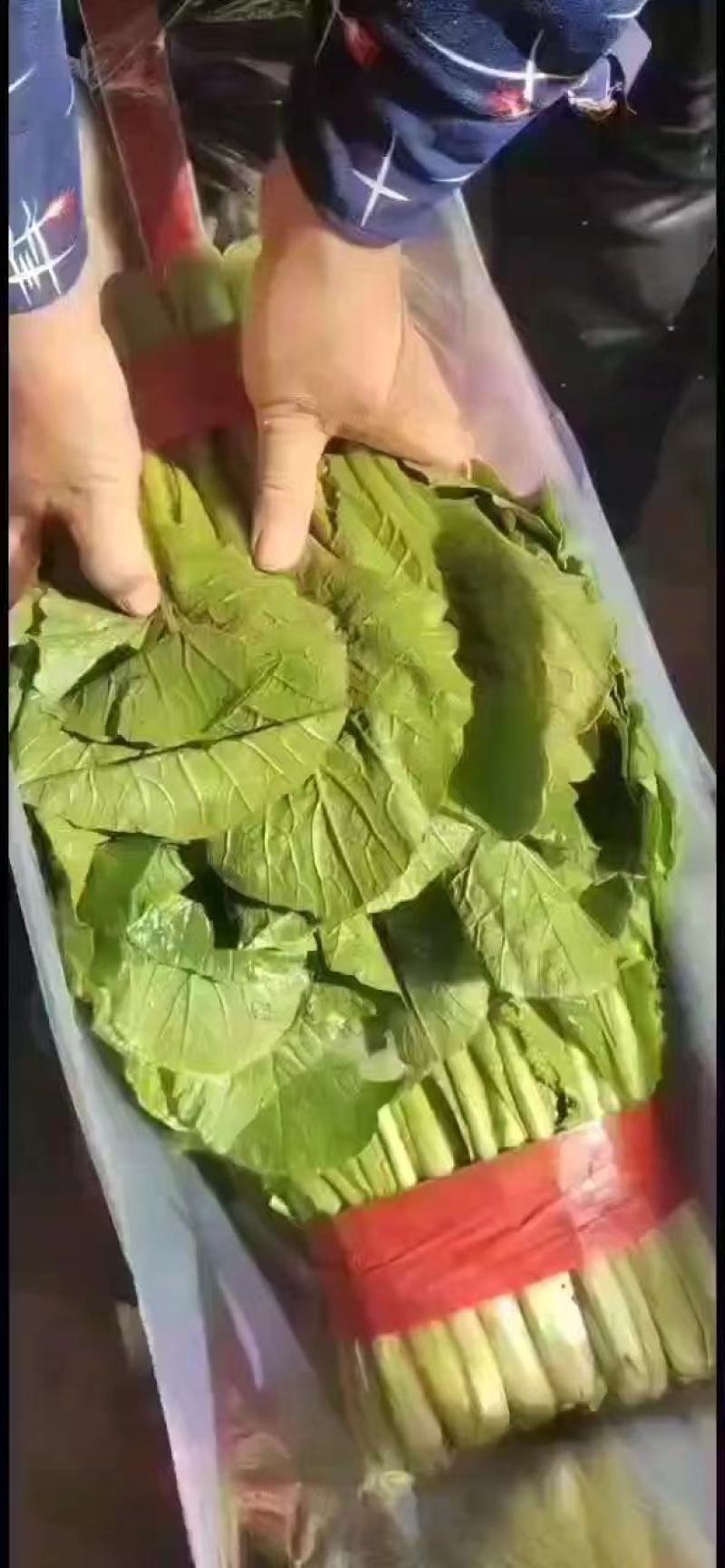 河北邯郸精品小白菜大量有货质量保障欢迎全国客户前来订购