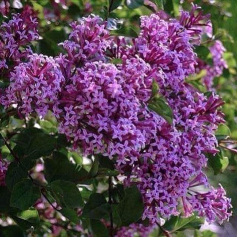 紫丁香种子，新采丁香种子，北方耐寒优质紫丁香花种子批发