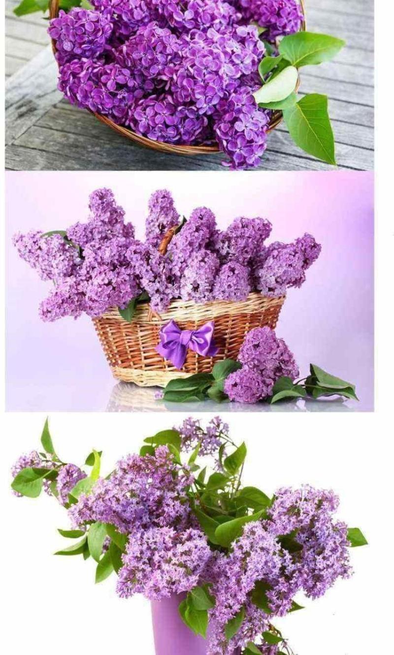 紫丁香种子，新采丁香种子，北方耐寒优质紫丁香花种子批发