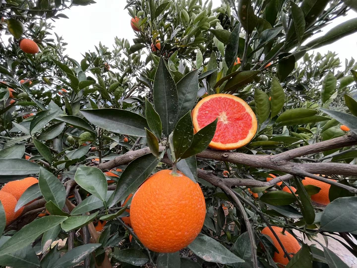 秭归脐橙与赣南脐橙对比图
