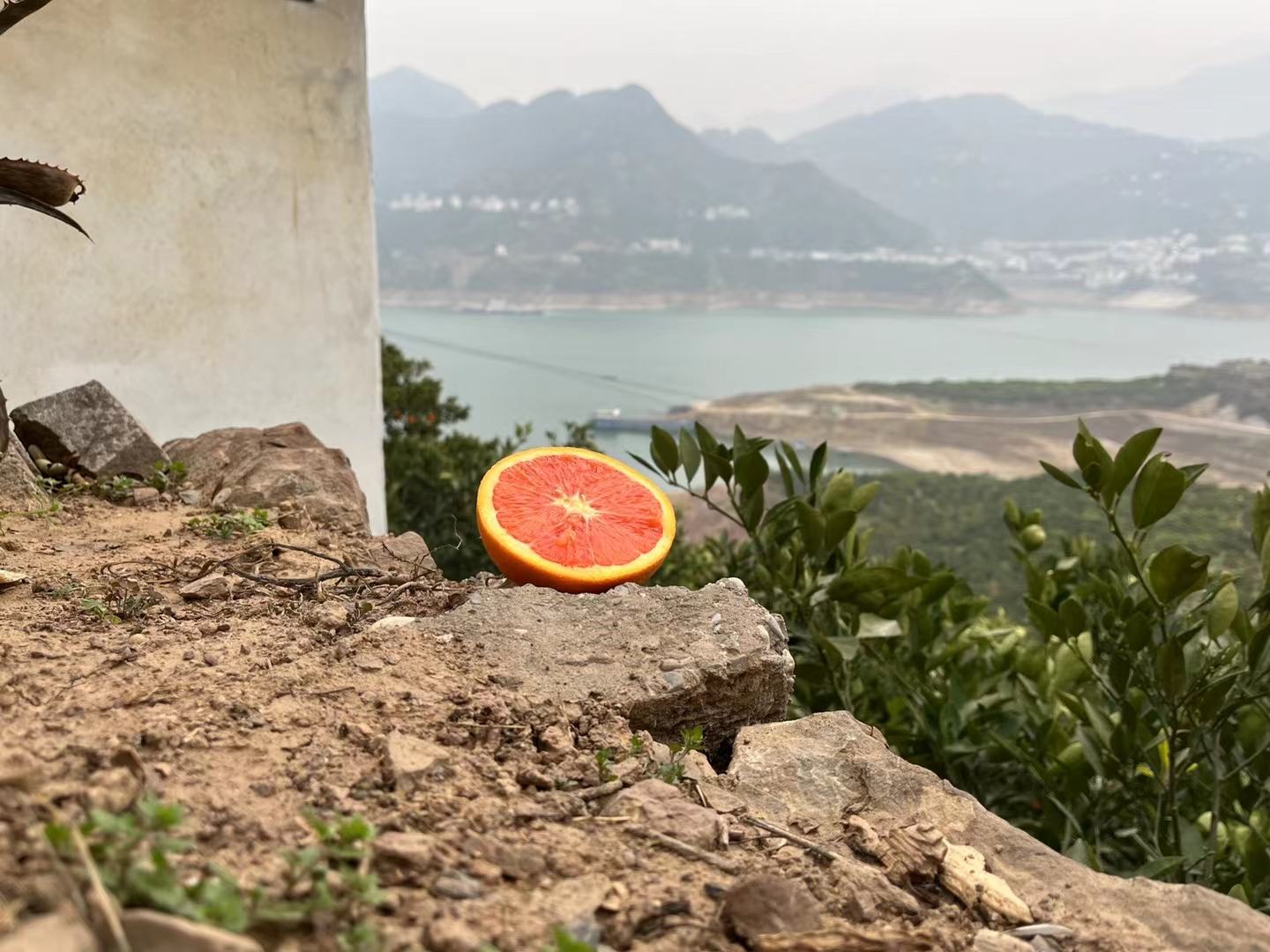 橙子山楂煮水成品图,玻璃杯中盛放着金黄色带有果肉的饮品,背景为橙子与山楂果实特写 橙子山楂煮水成品图