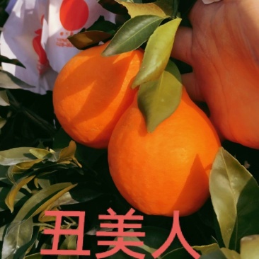 丑美人，嫁接枝条。眉山鑫科柑桔母本园。欢迎实地考察