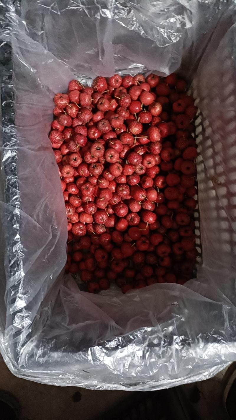 甜红子山楂可用于炒糖球可视频看货整年供货坏果包赔