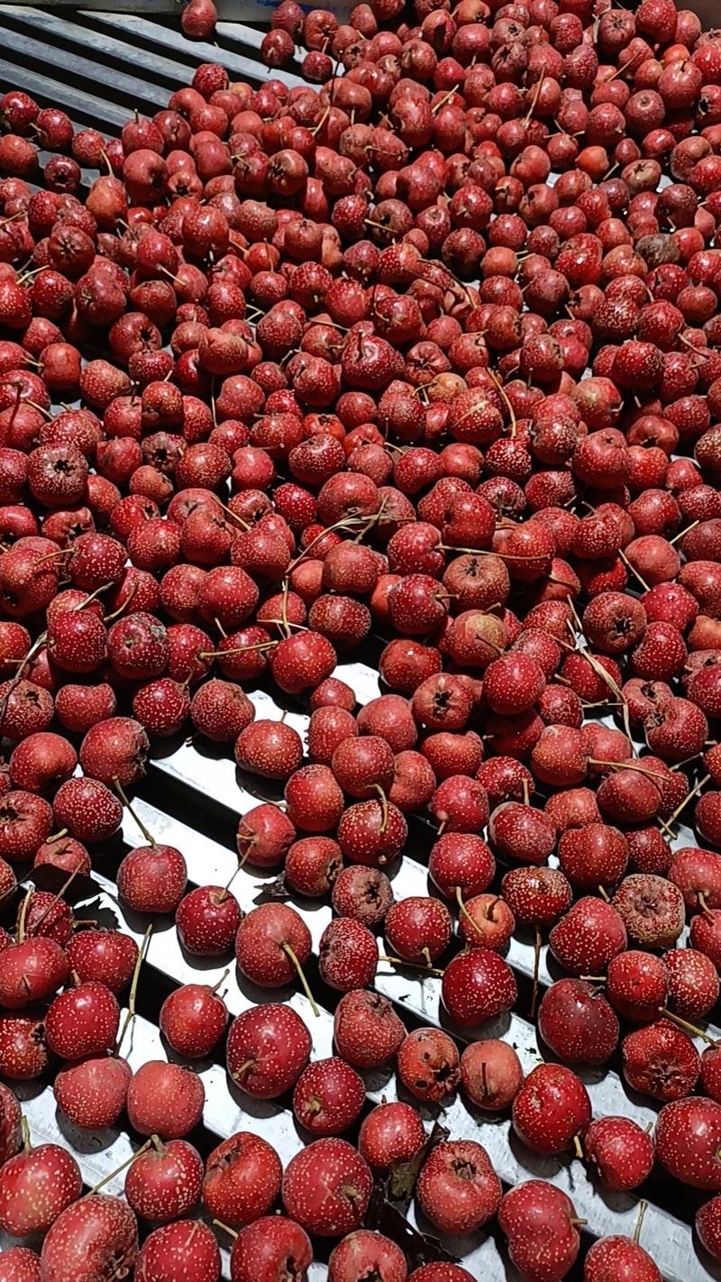 甜红子山楂可用于炒糖球可视频看货整年供货坏果包赔
