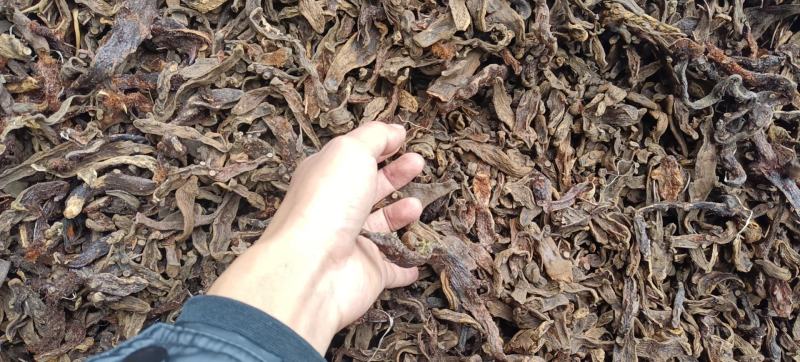 骨碎补品质优良产地一手货源交通方便物流便
