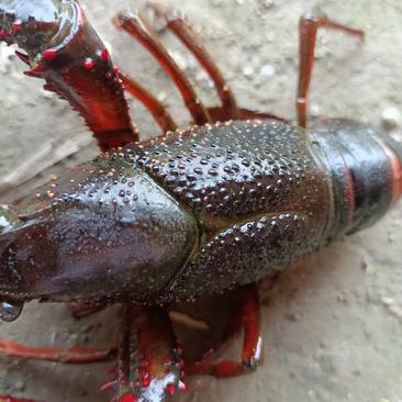 全国寻找500亩以上的小龙虾养殖亏损基地合作