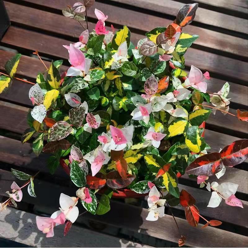 花叶络石四季常青黄金彩色大盆四季吊兰耐寒耐热植物花卉绿植
