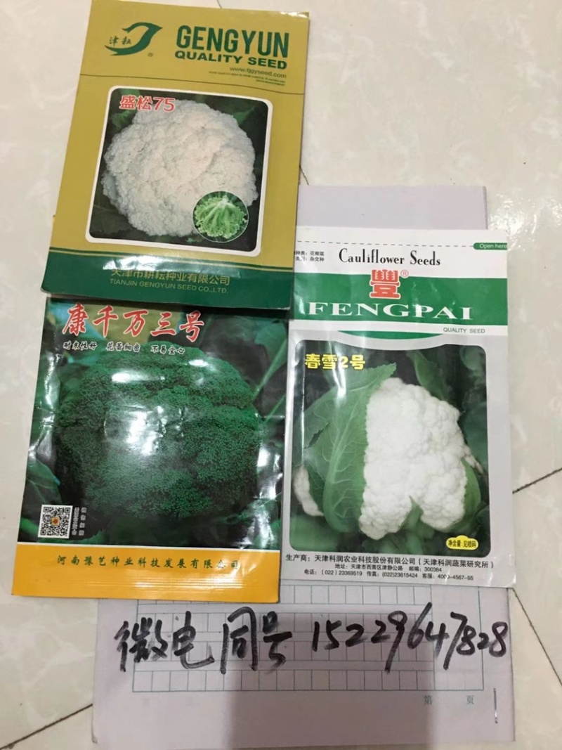 耐热松花菜种子青玉等品种