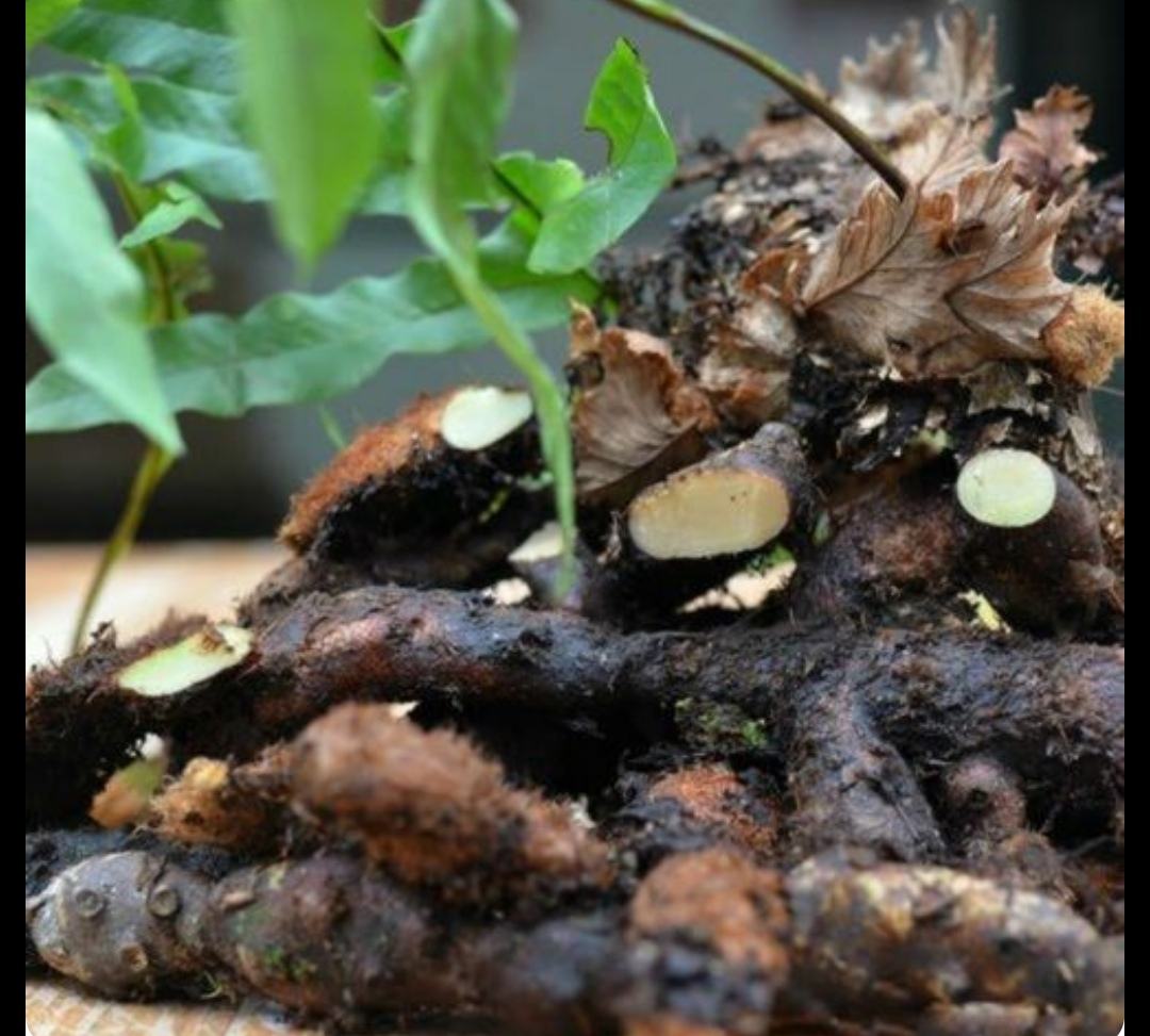 生姜的营养成分