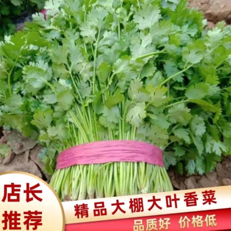 大叶香菜河北香菜大量上市一手货源量大从优欢迎订购