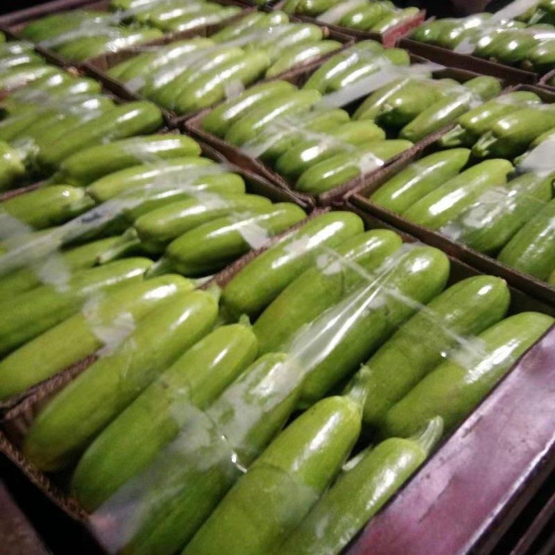 河北邯郸精品西葫芦大量有货质量保障欢迎全国客户前来订购