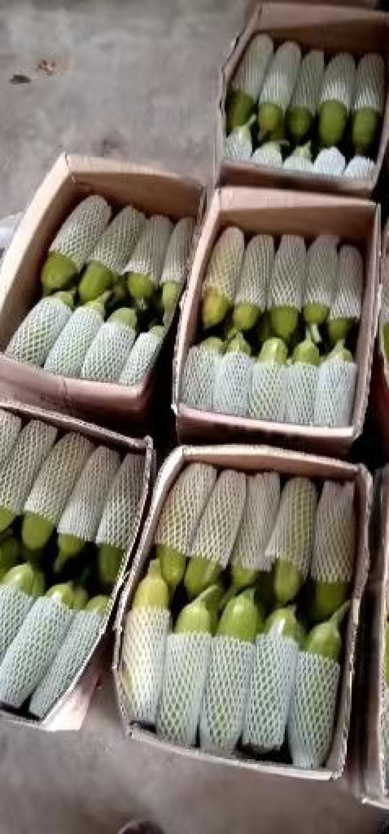 河北邯郸精品西葫芦大量有货质量保障欢迎全国客户前来订购