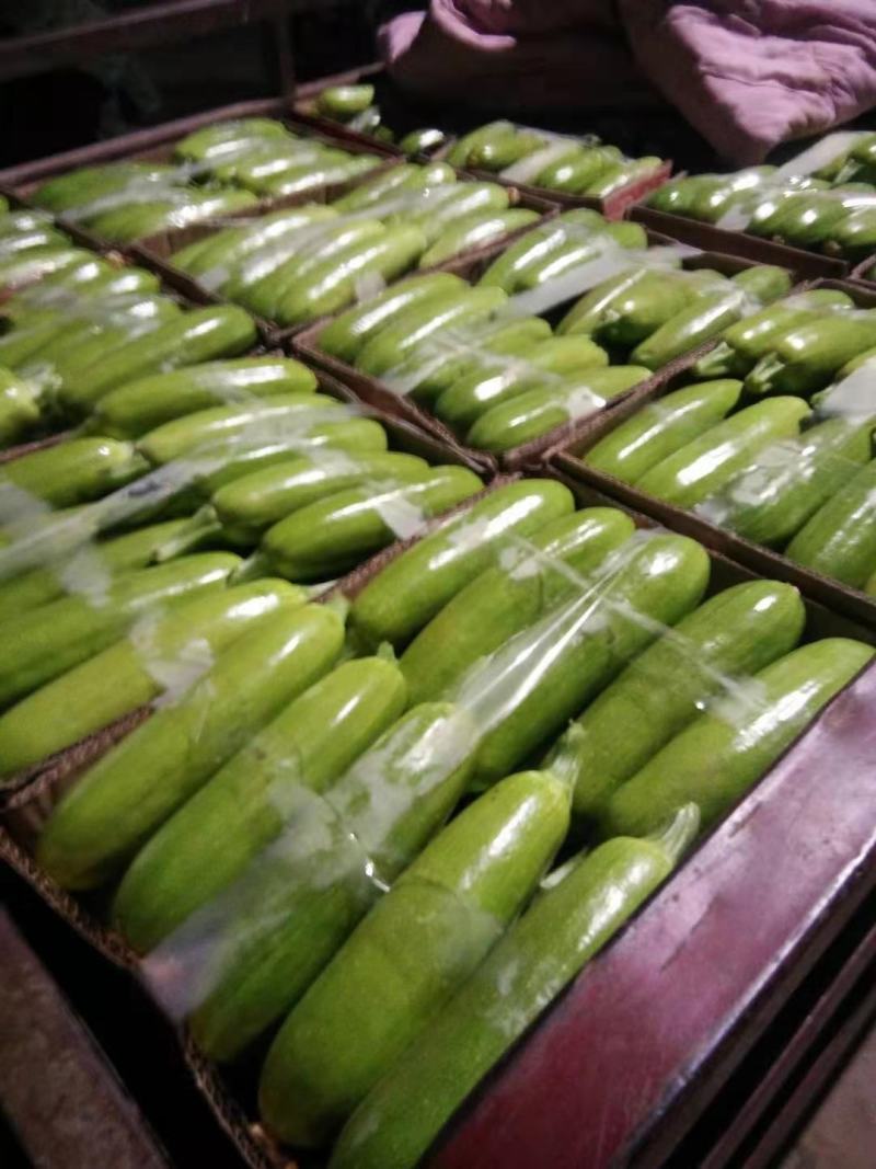 河北邯郸精品西葫芦大量有货质量保障欢迎全国客户前来订购