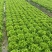 河北邯郸精品生菜大量有货整车批发欢迎全国各地客户订购