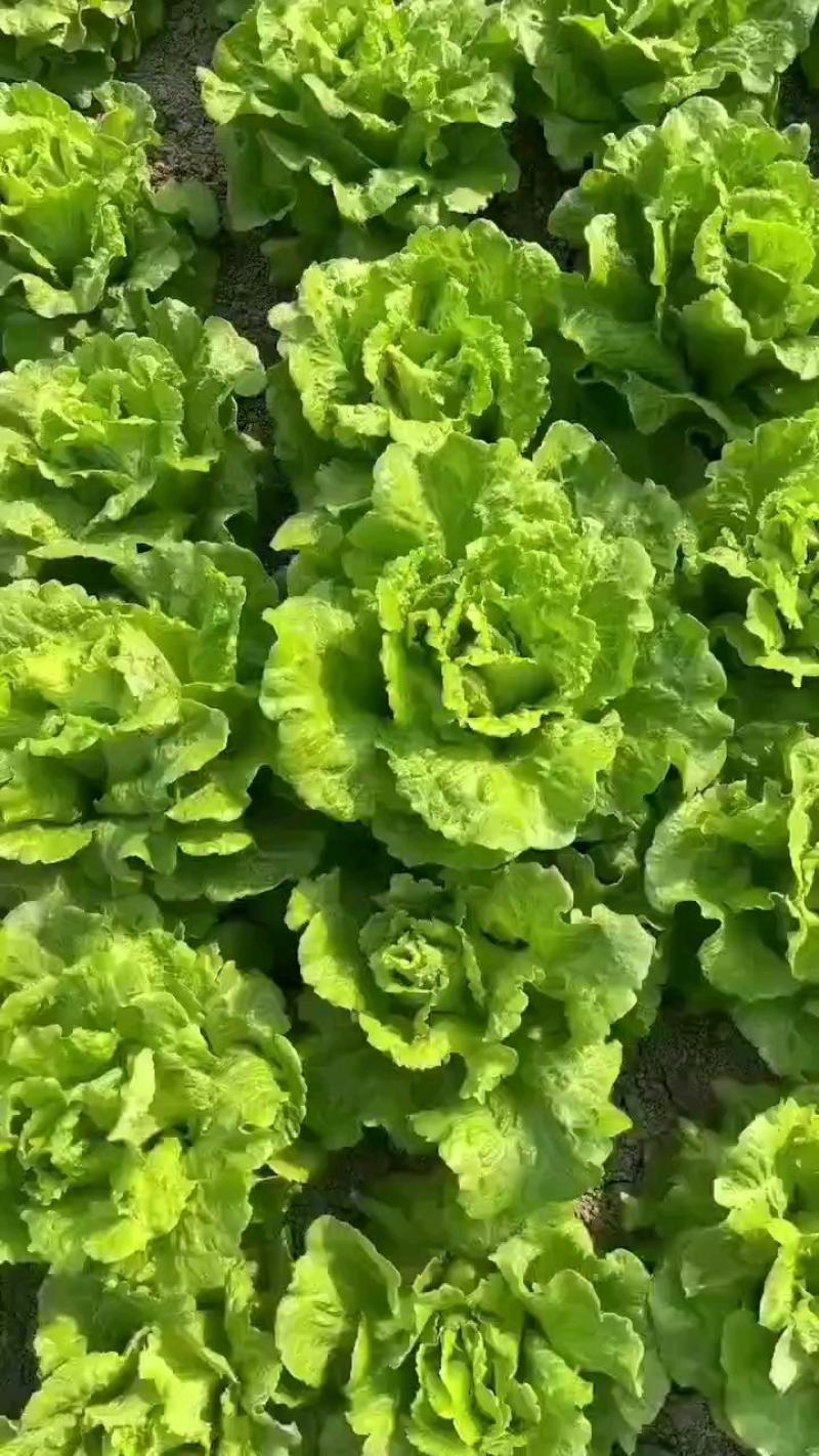 河北邯郸精品生菜大量有货整车批发欢迎全国各地客户订购