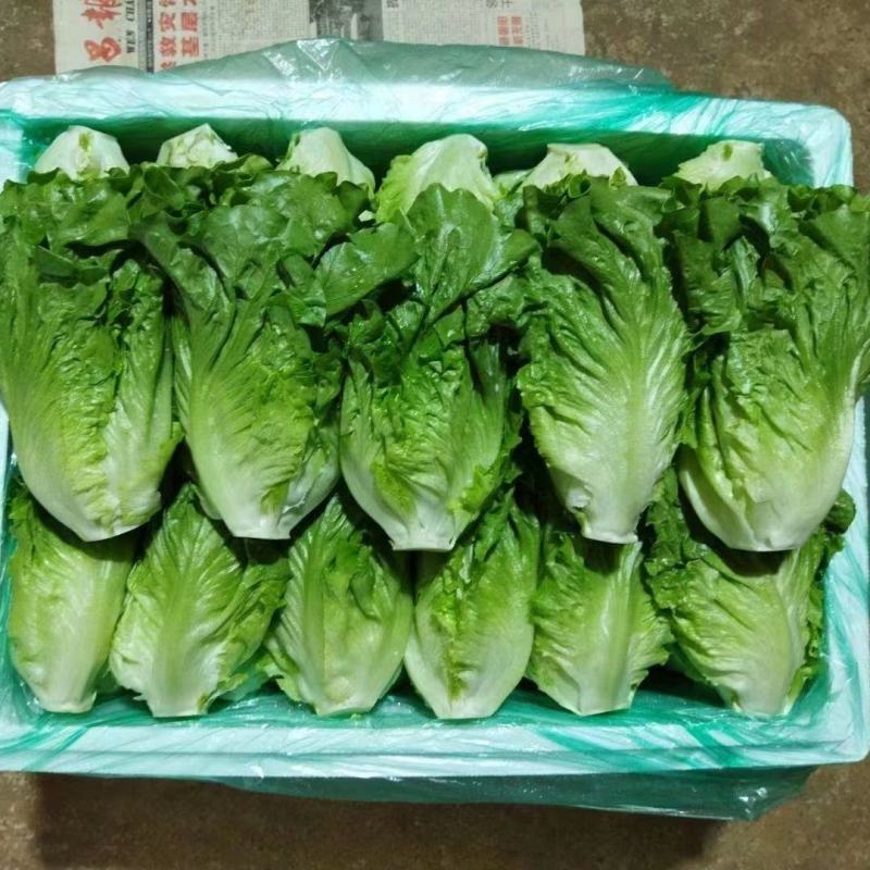 河北邯郸精品生菜大量有货整车批发欢迎全国各地客户订购
