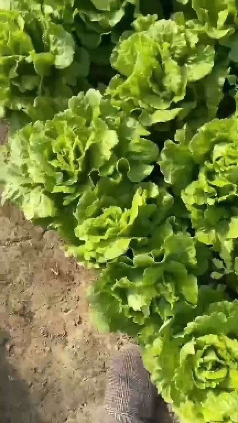 河北邯郸精品生菜大量有货整车批发欢迎全国各地客户订购