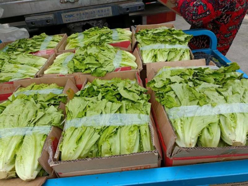 河北邯郸精品生菜大量有货整车批发欢迎全国各地客户订购
