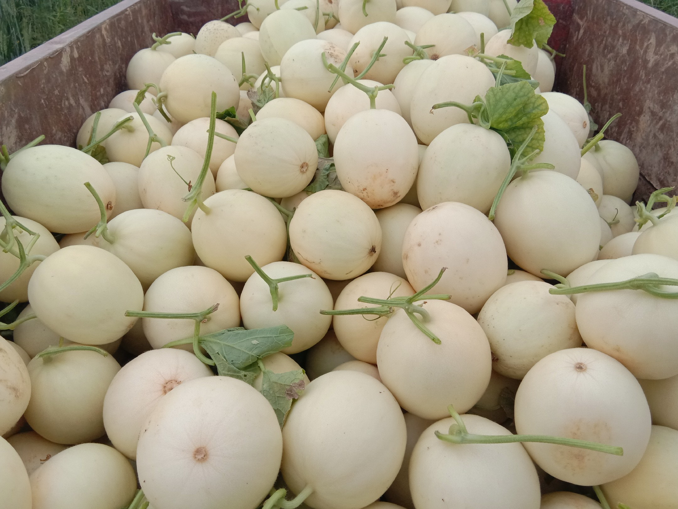 展示通许甜瓜在大型农产品展销会上的展位,吸引众多客商驻足洽谈 伊丽莎白甜瓜展销会现场