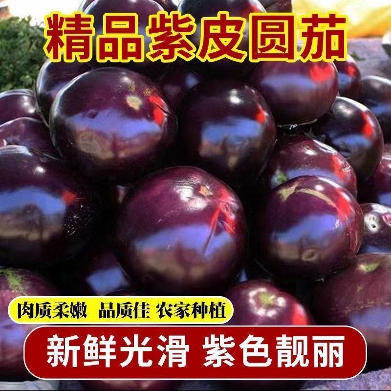 河北邯郸精品紫光圆茄量大从优质量保障欢迎全国各地客户订