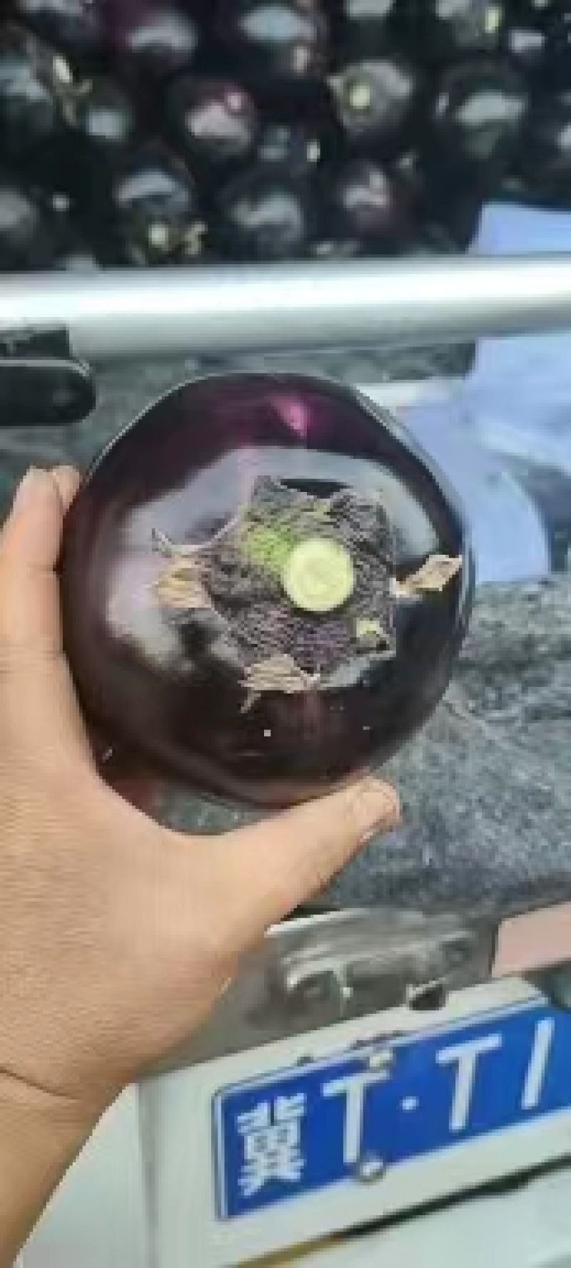 河北邯郸精品紫光圆茄量大从优质量保障欢迎全国各地客户订