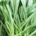 【基地直供】面条菜-山东聊城面条菜-野菜一手货源全国发货