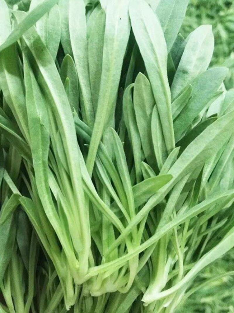 【基地直供】面条菜-山东聊城面条菜-野菜一手货源全国发货