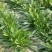【基地直供】面条菜-山东聊城面条菜-野菜一手货源全国发货