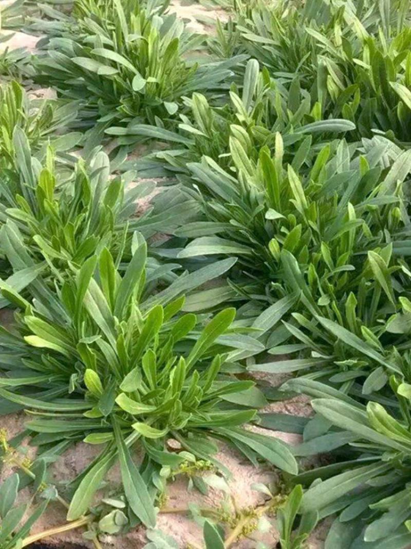 【基地直供】面条菜-山东聊城面条菜-野菜一手货源全国发货