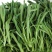 【基地直供】面条菜-山东聊城面条菜-野菜一手货源全国发货