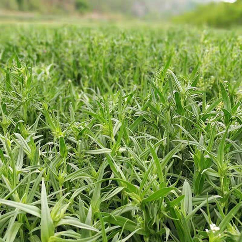 【基地直供】面条菜-山东聊城面条菜-野菜一手货源全国发货