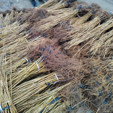 黑加仑苗树葡萄苗大果粒黑豆苗醋栗莓苗一到四年大苗