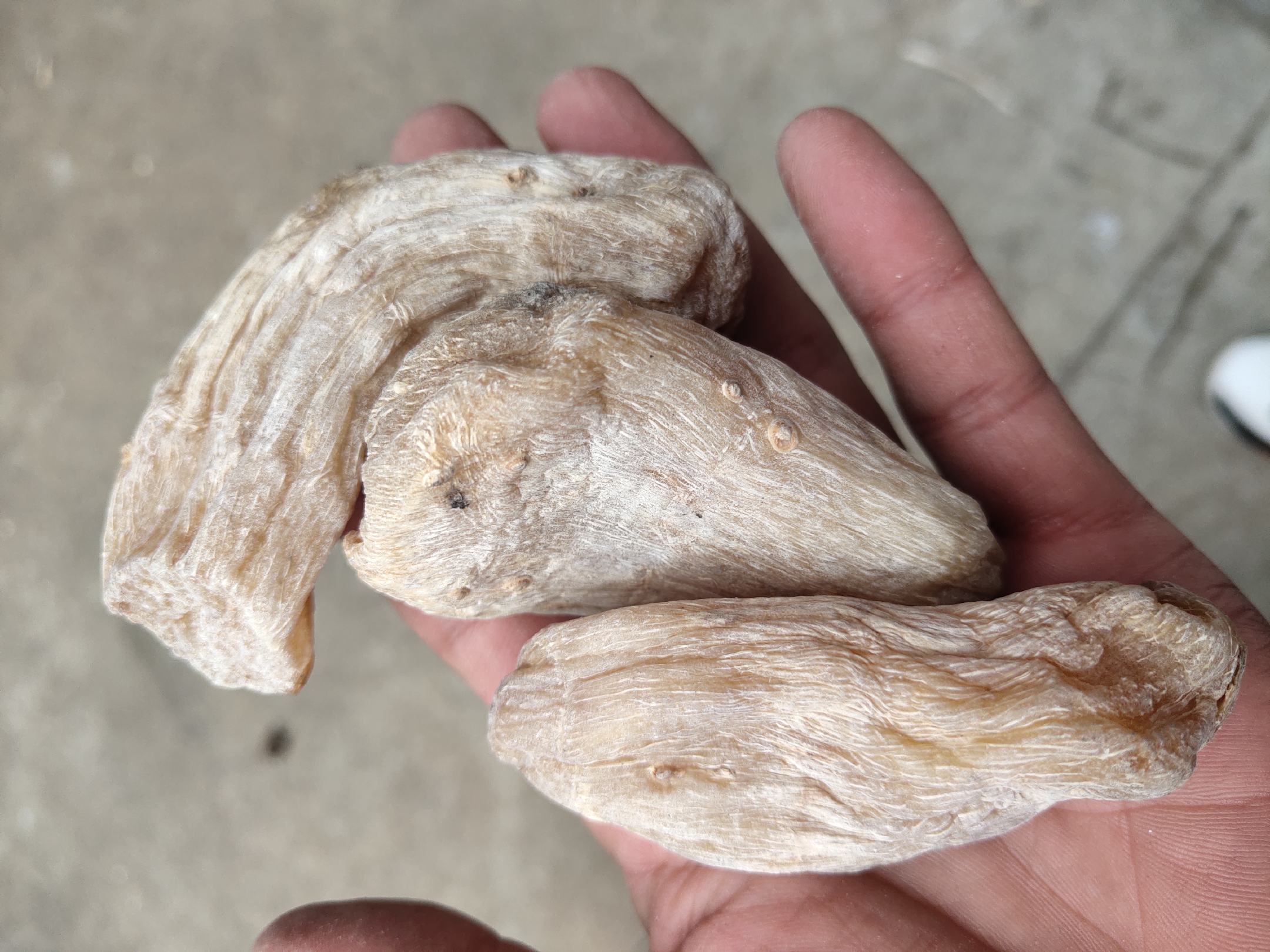 芭蕉芋RS3冷食料理实拍:展示冷却后切片的正确食用形态,强调其作为低升糖主食的现代餐桌应用方式 厨师正在将冷却后的芭蕉芋块茎切片,置于青瓷盘中,配以新鲜薄荷叶和柑橘片,呈现清爽冷食料理形态,背景为木质料理台