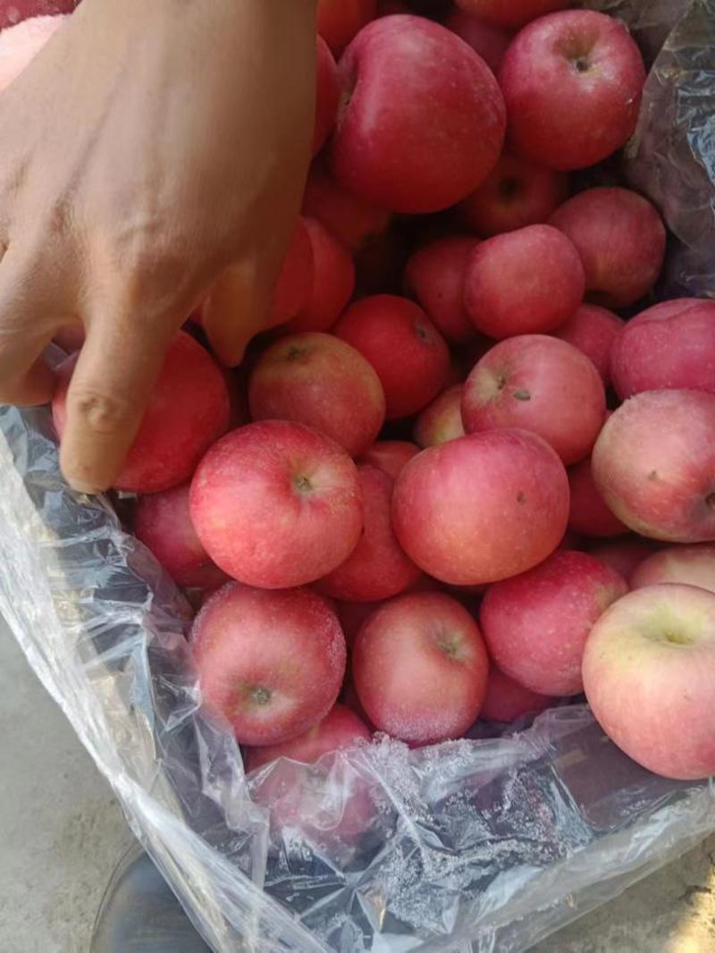 唐山市乐亭县红富士苹果，大量上市，产地直发，量大价优