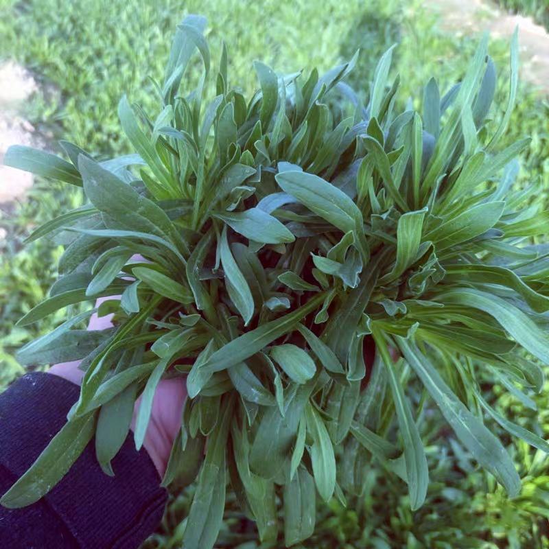 【基地直供】面条菜-山东聊城面条菜-野菜一手货源全国发货