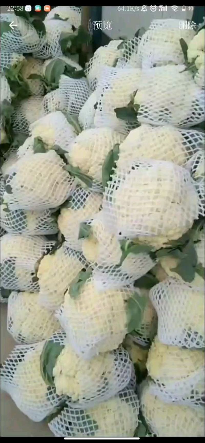 河北精品有机花菜松花菜大量有货整车批发欢迎全国客户前来订