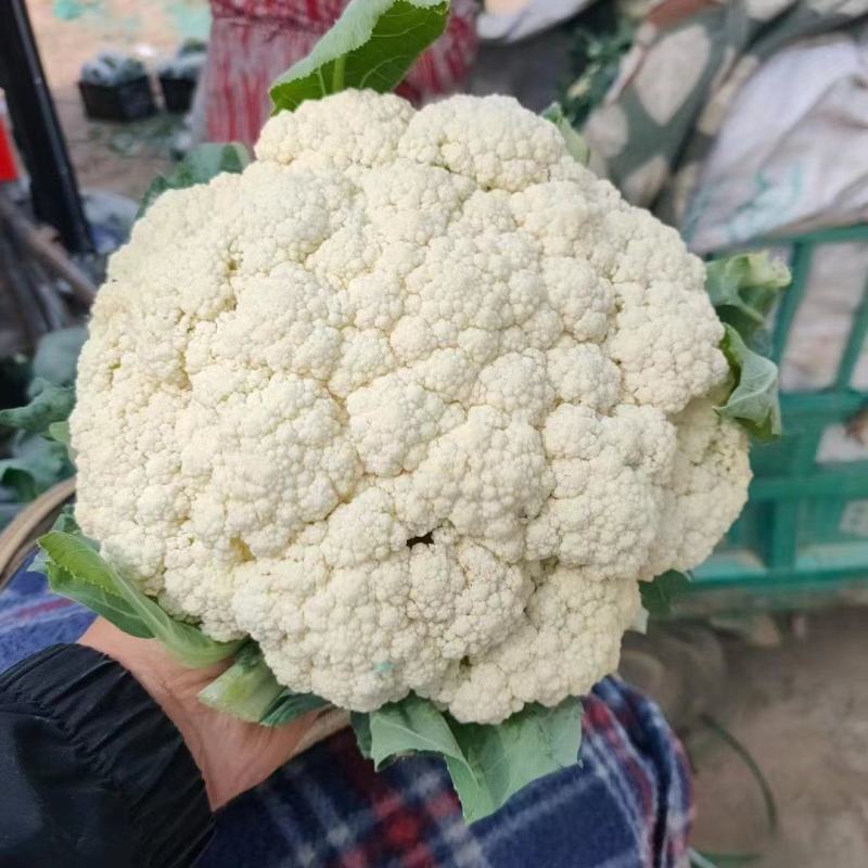 河北精品有机花菜松花菜大量有货整车批发欢迎全国客户前来订
