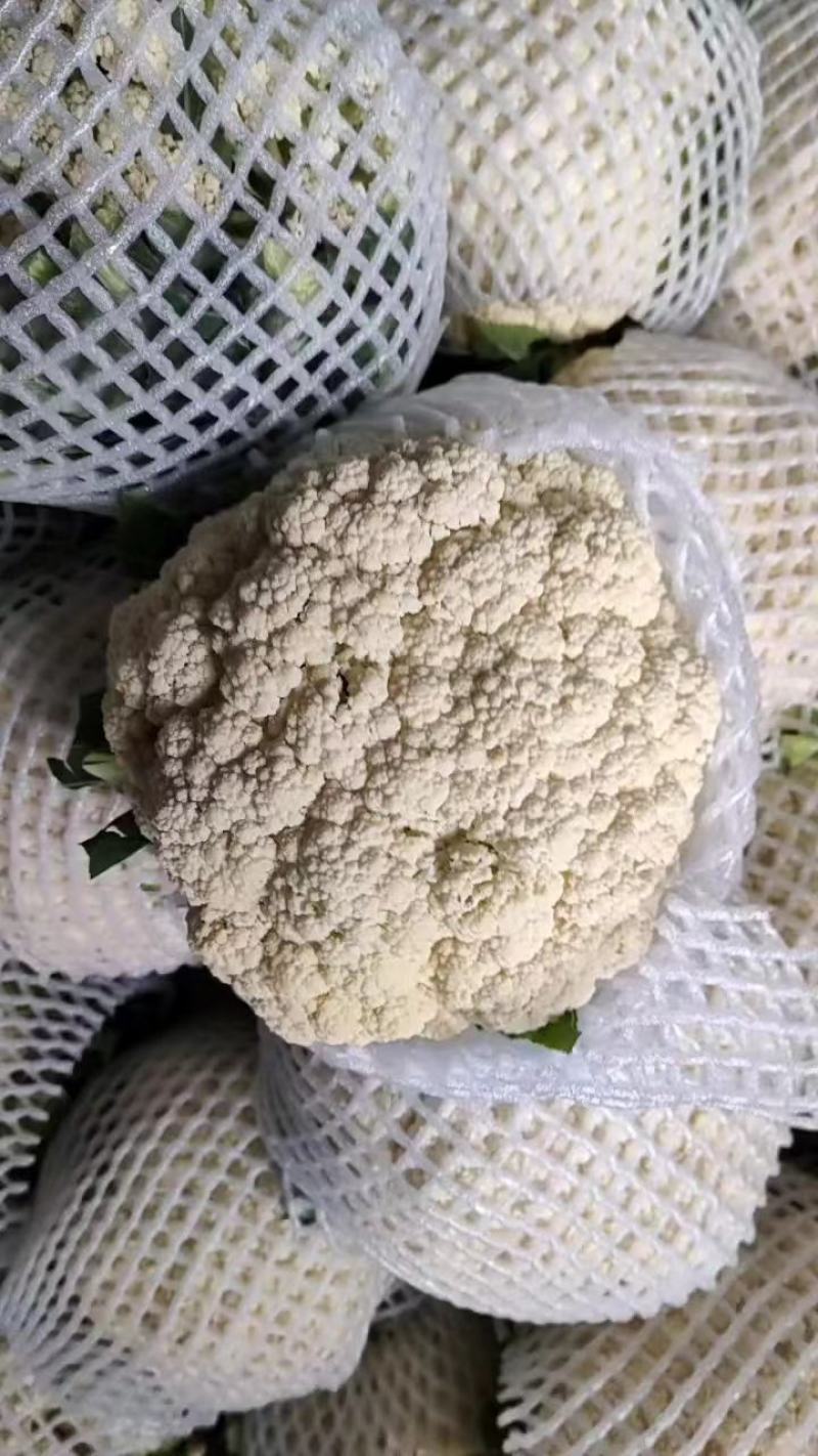 河北精品有机花菜松花菜大量有货整车批发欢迎全国客户前来订