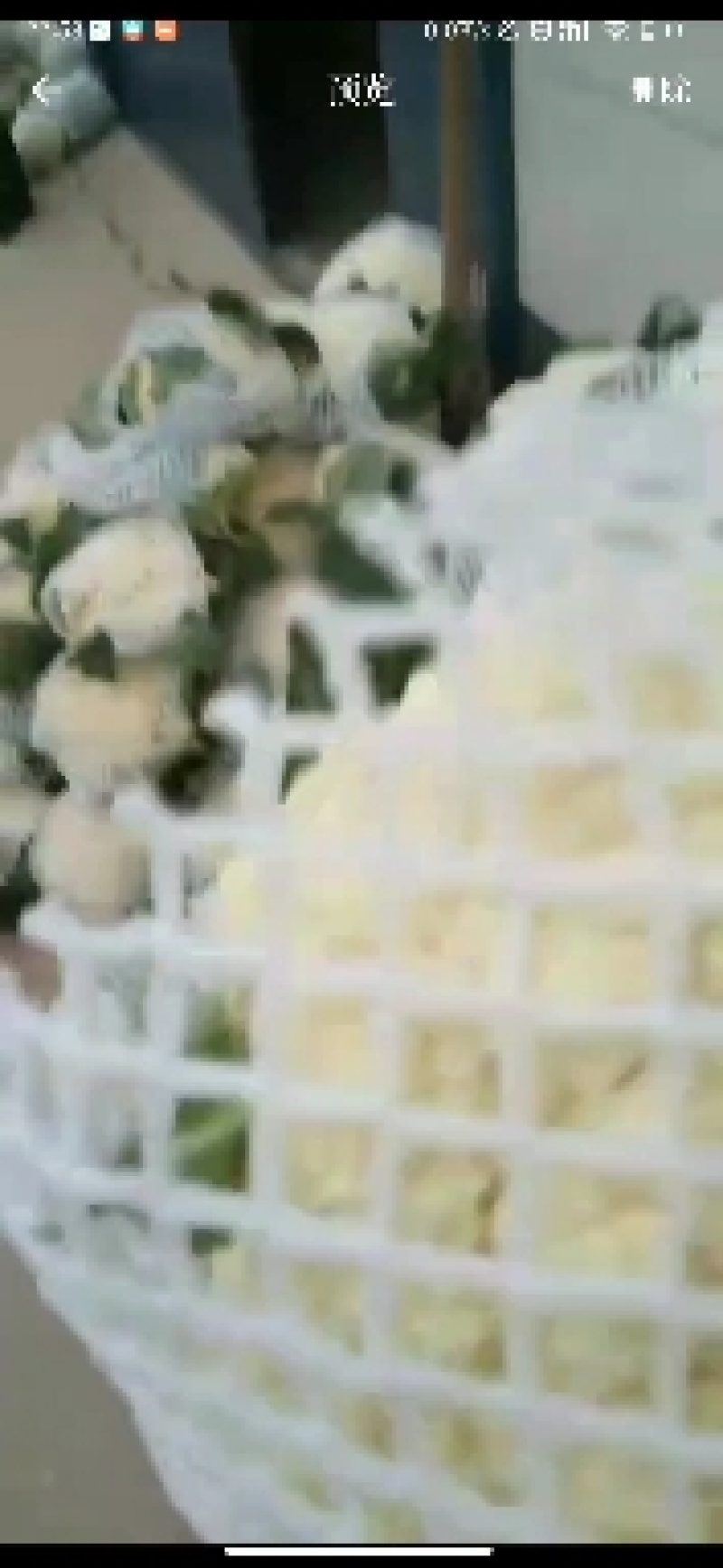 河北精品有机花菜松花菜大量有货整车批发欢迎全国客户前来订