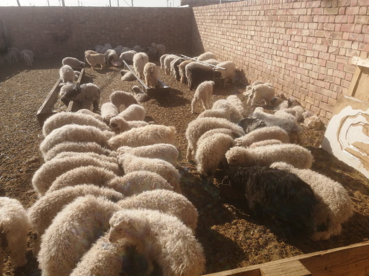 多人围坐用手撕羊肉、蘸调料、搭配洋葱丝和馕的用餐场景,展现浓厚的民族风情与美食文化 手抓羊白条用餐场景