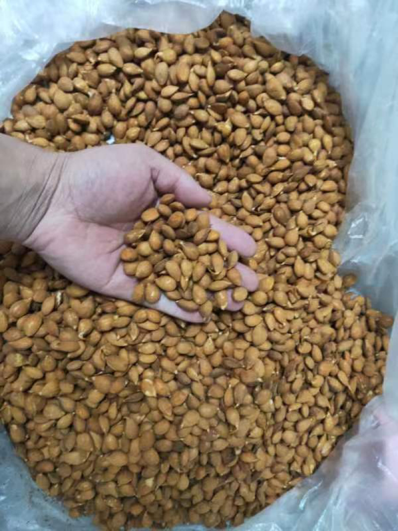 毛桃种子毛桃胡桃核桃胡种子山桃种子全国发货