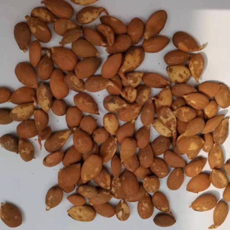 毛桃种子毛桃胡桃核桃胡种子山桃种子全国发货