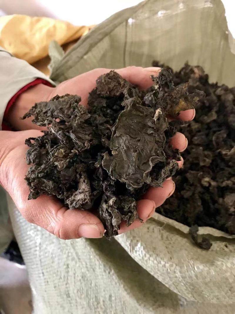 河南南阳地皮菜精心筛选无杂货产地直发欢迎致电