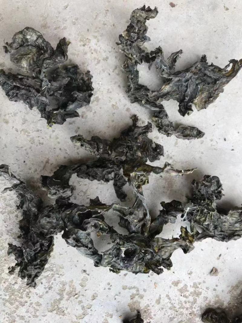 河南南阳地皮菜精心筛选无杂货产地直发欢迎致电