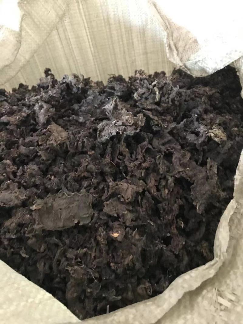 河南南阳地皮菜精心筛选无杂货产地直发欢迎致电