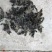 河南南阳地皮菜精心筛选无杂货产地直发欢迎致电