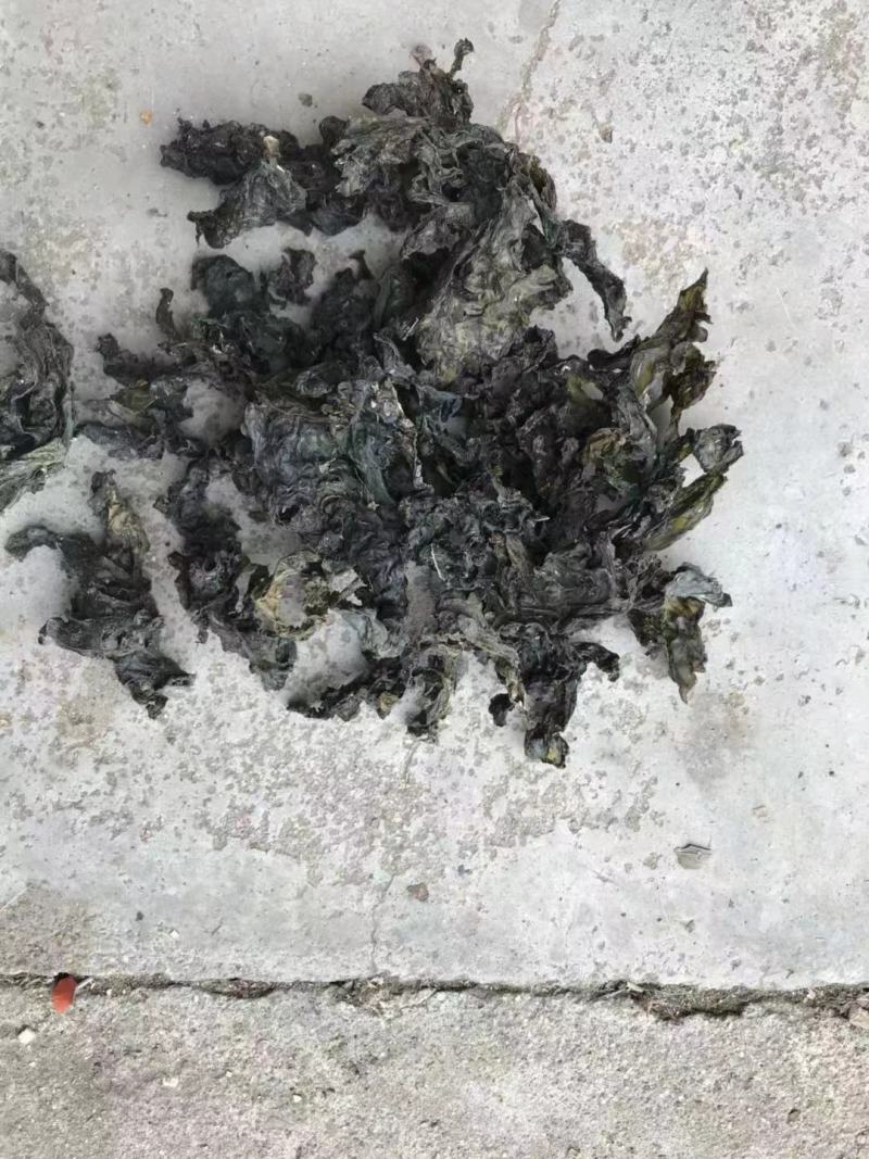 河南南阳地皮菜精心筛选无杂货产地直发欢迎致电